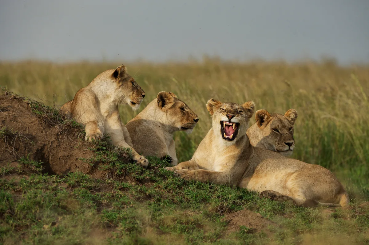 Lion on safari, Masai Mara Kenya
