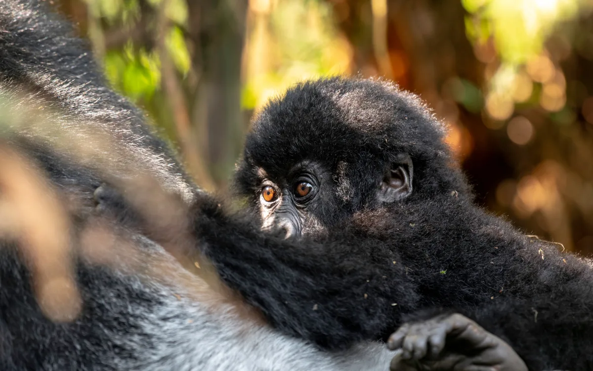 Mountain gorilla, Bwindi Impenetrable Forest, Uganda