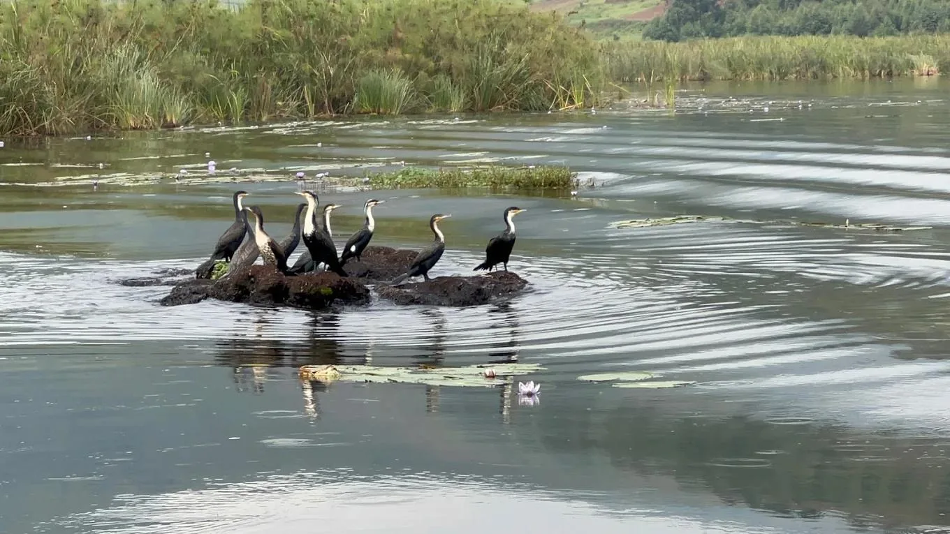 Cormorants on Lake Bunyonyi