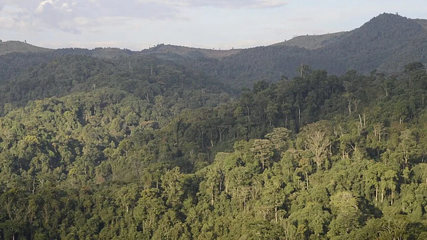 Gishwati-Mukura National Park, Rwanda