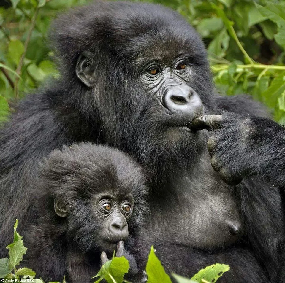 Rwanda · Gorilla Trek