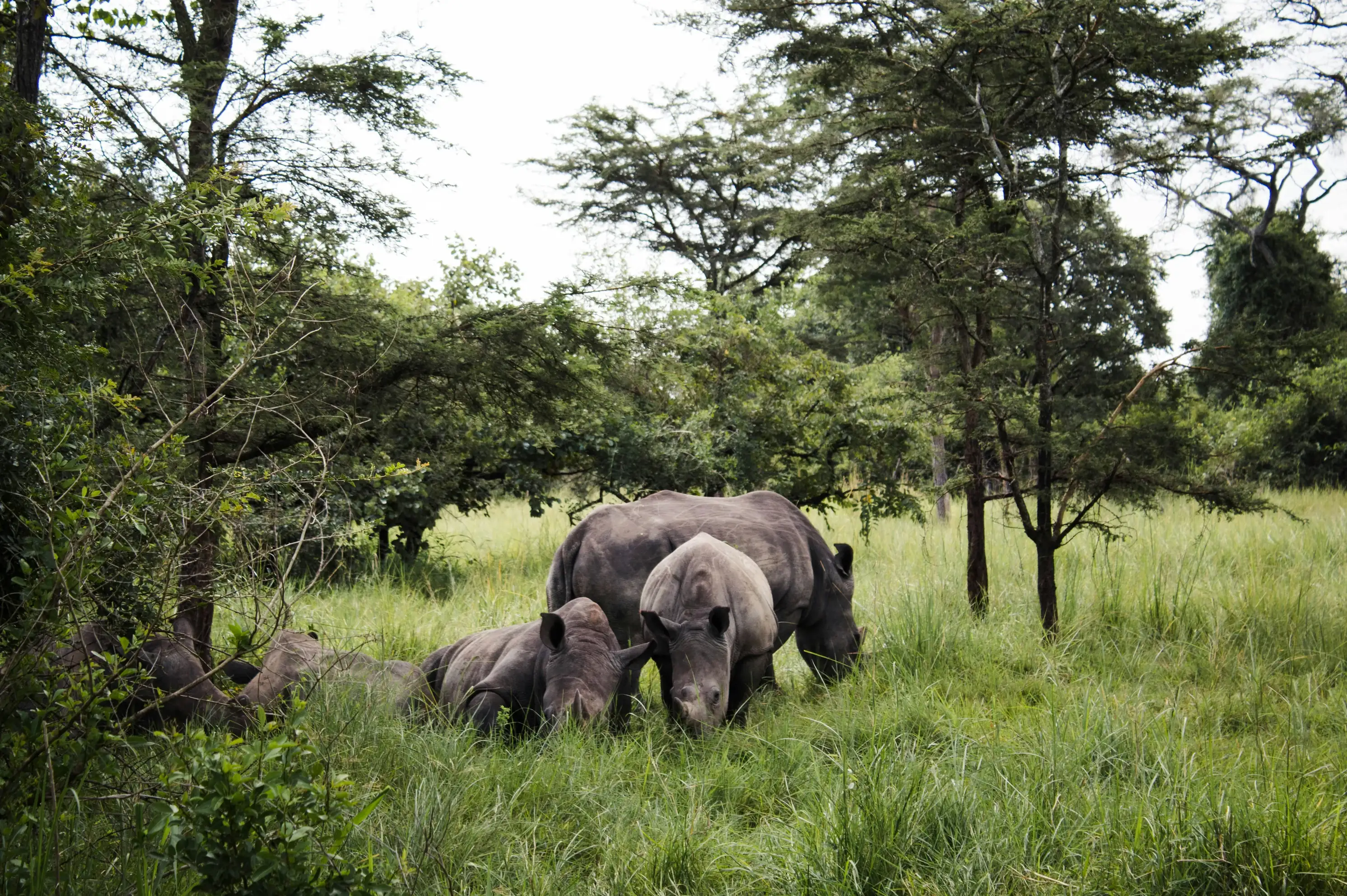 Boat safari on the Kazinga Channel, Queen Elizabeth National Park, Uganda — Orika Africa Tours
