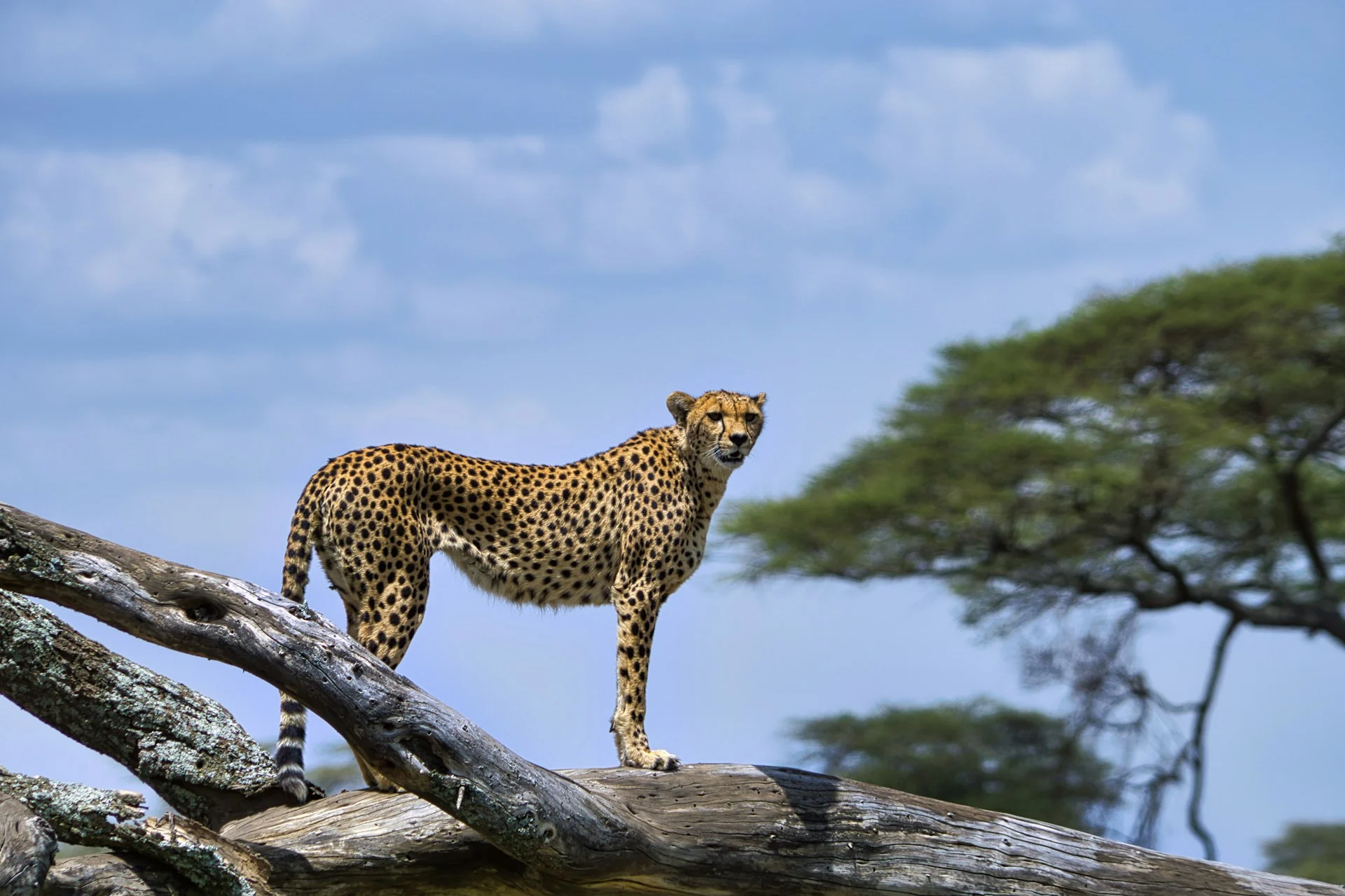 11 Days Best of Northern Tanzania Safari