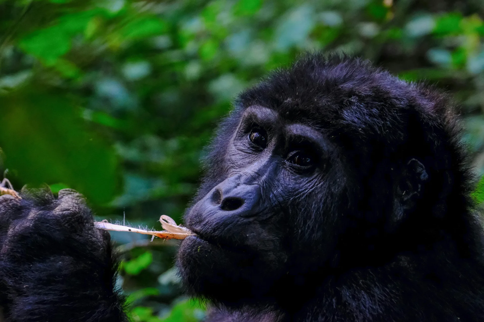 11 Days Flying Uganda Luxury Safari Holiday