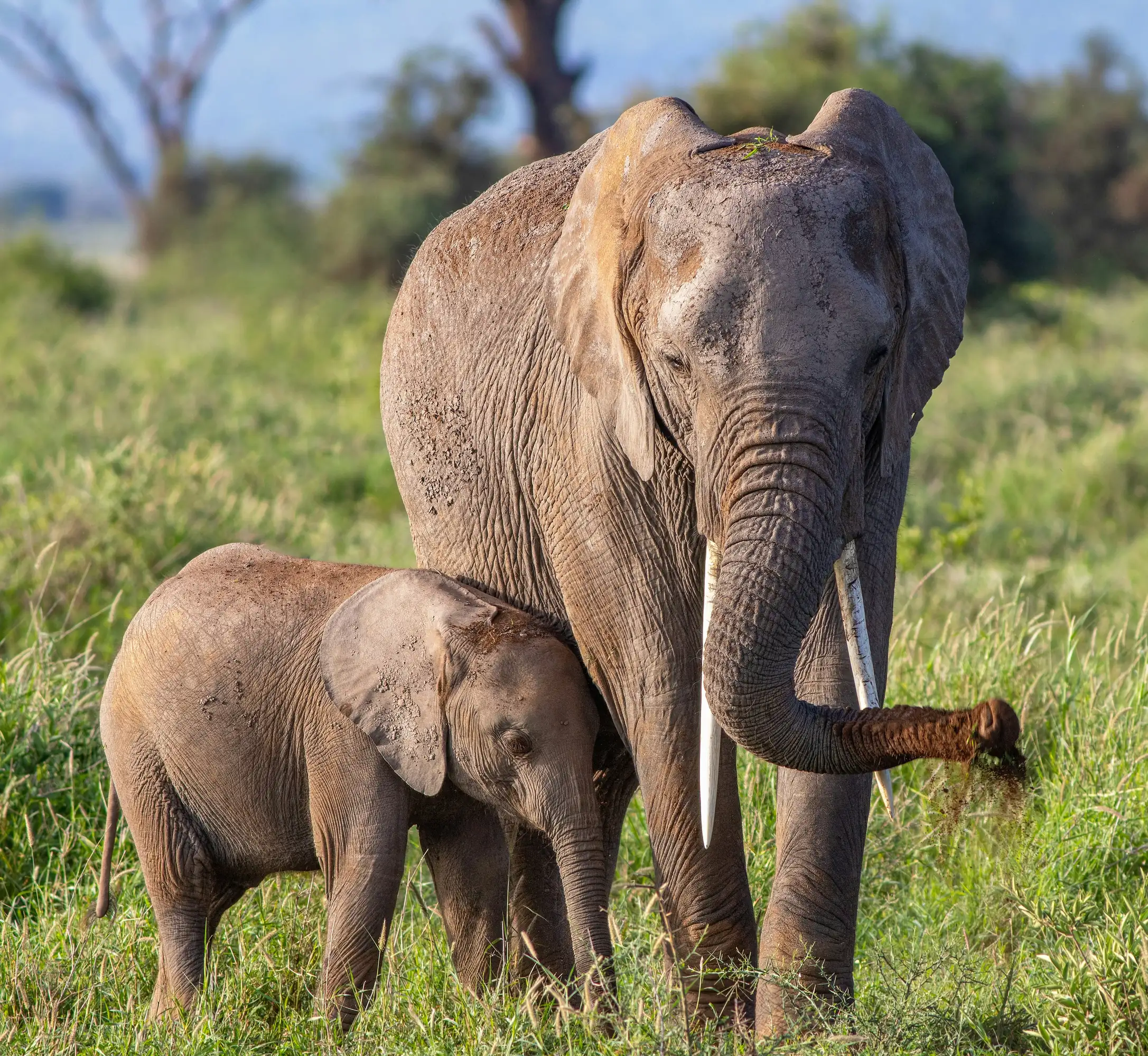 11 Days Kenya Wildlife Safari
