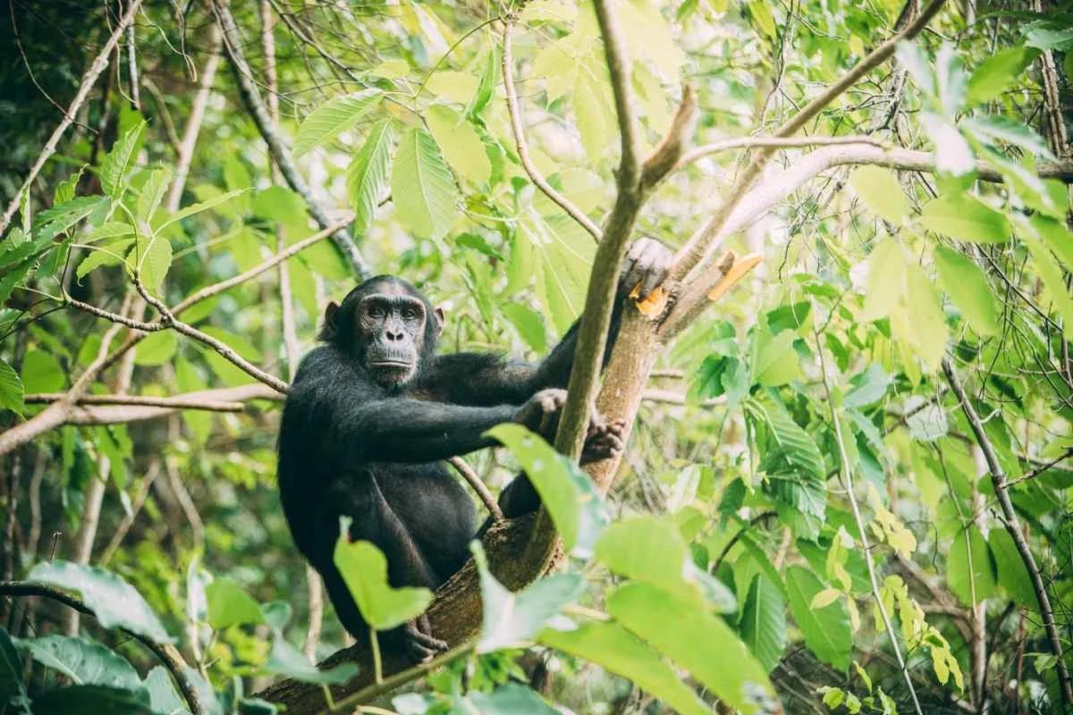 Wild chimpanzee in the forest canopy of Mahale Mountains National Park, western Tanzania