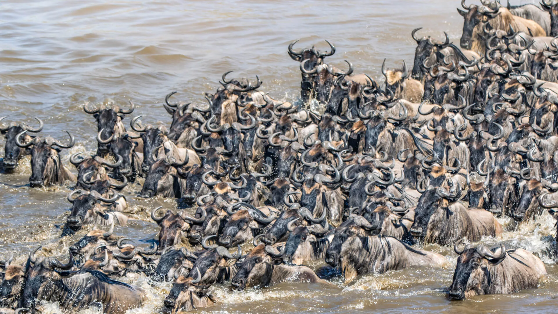 Great Migration river crossing on the 12 Days Gorilla & Great Migration Safari across East Africa