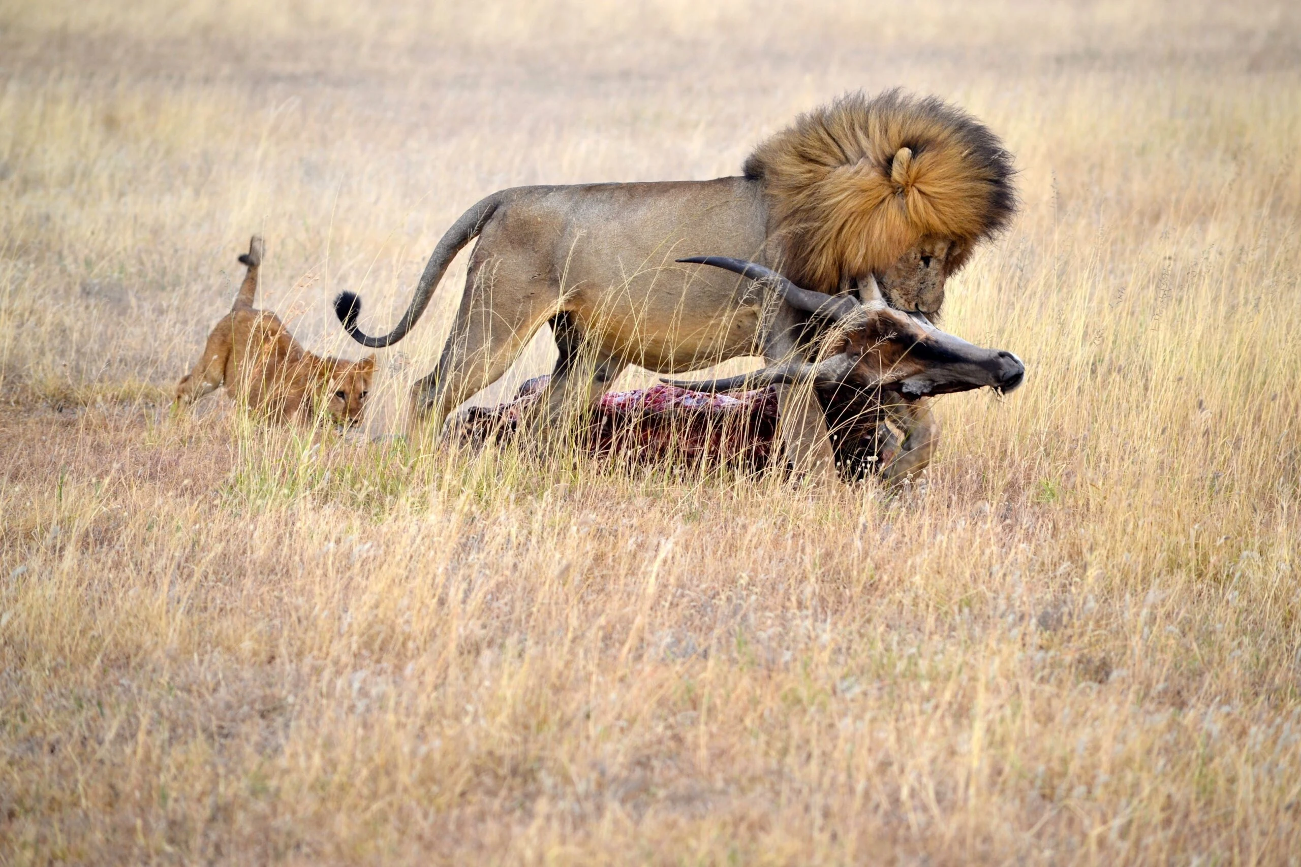 Wildebeest migration crossing the Mara River, Kenya — Orika Africa Tours