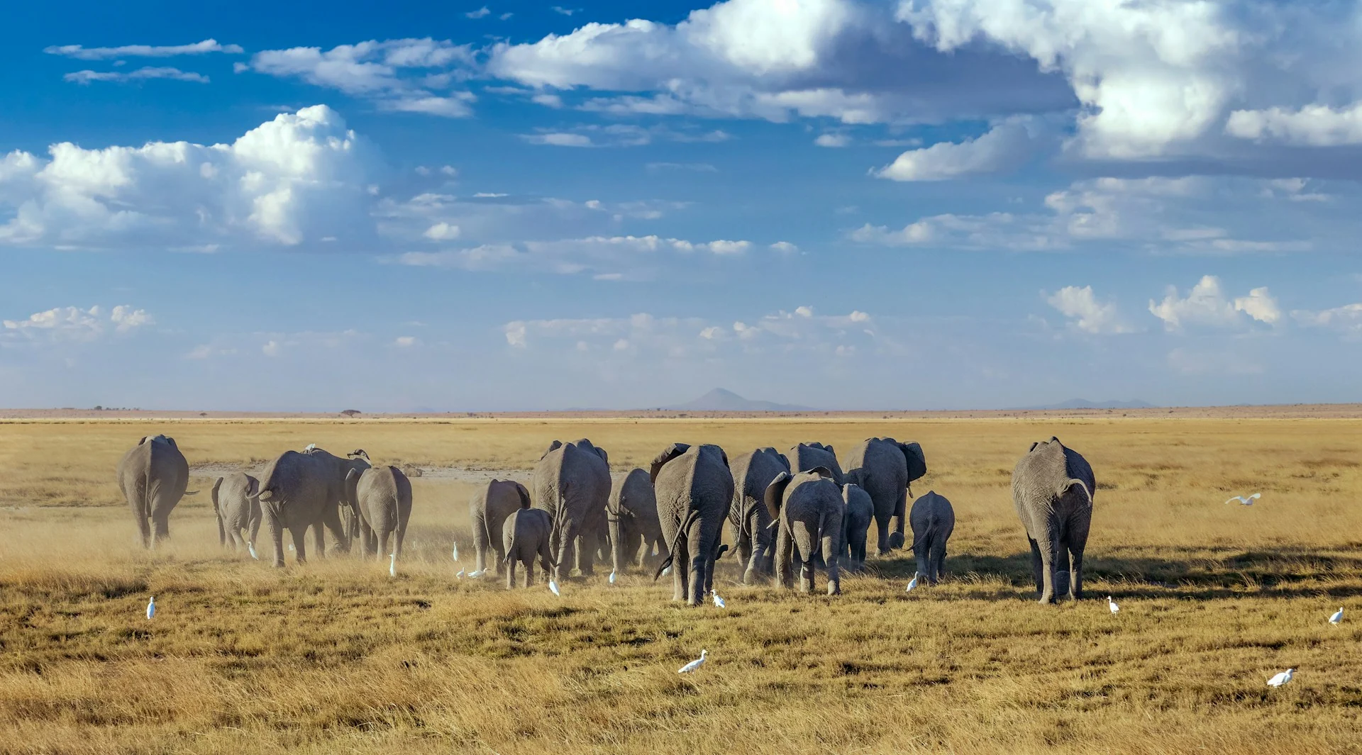 A herd of elephants crossing the golden savanna on the 14 Days Classic East African Safari