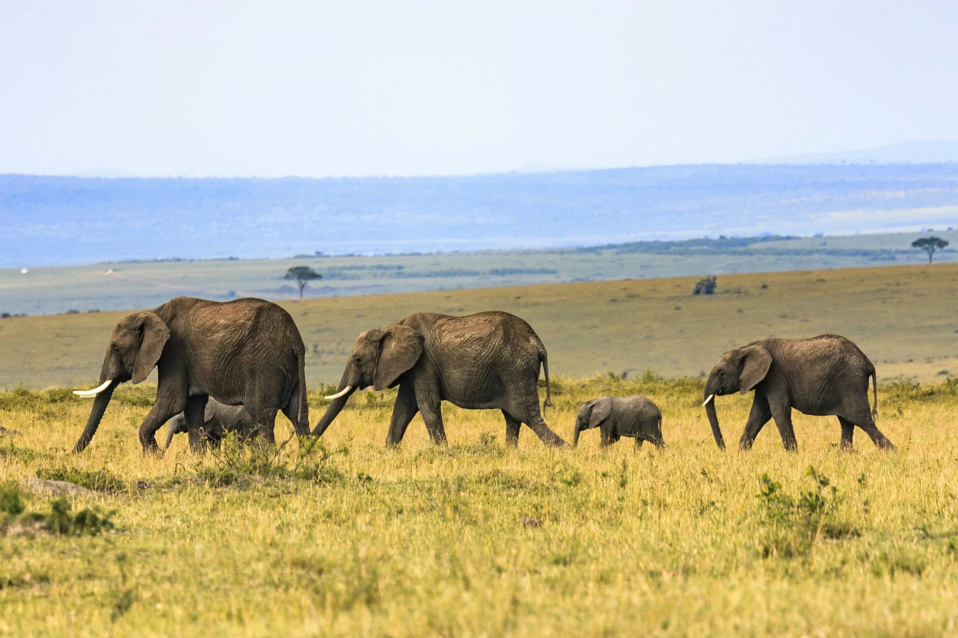 14 Days Tanzania Safari and Kilimanjaro Adventure