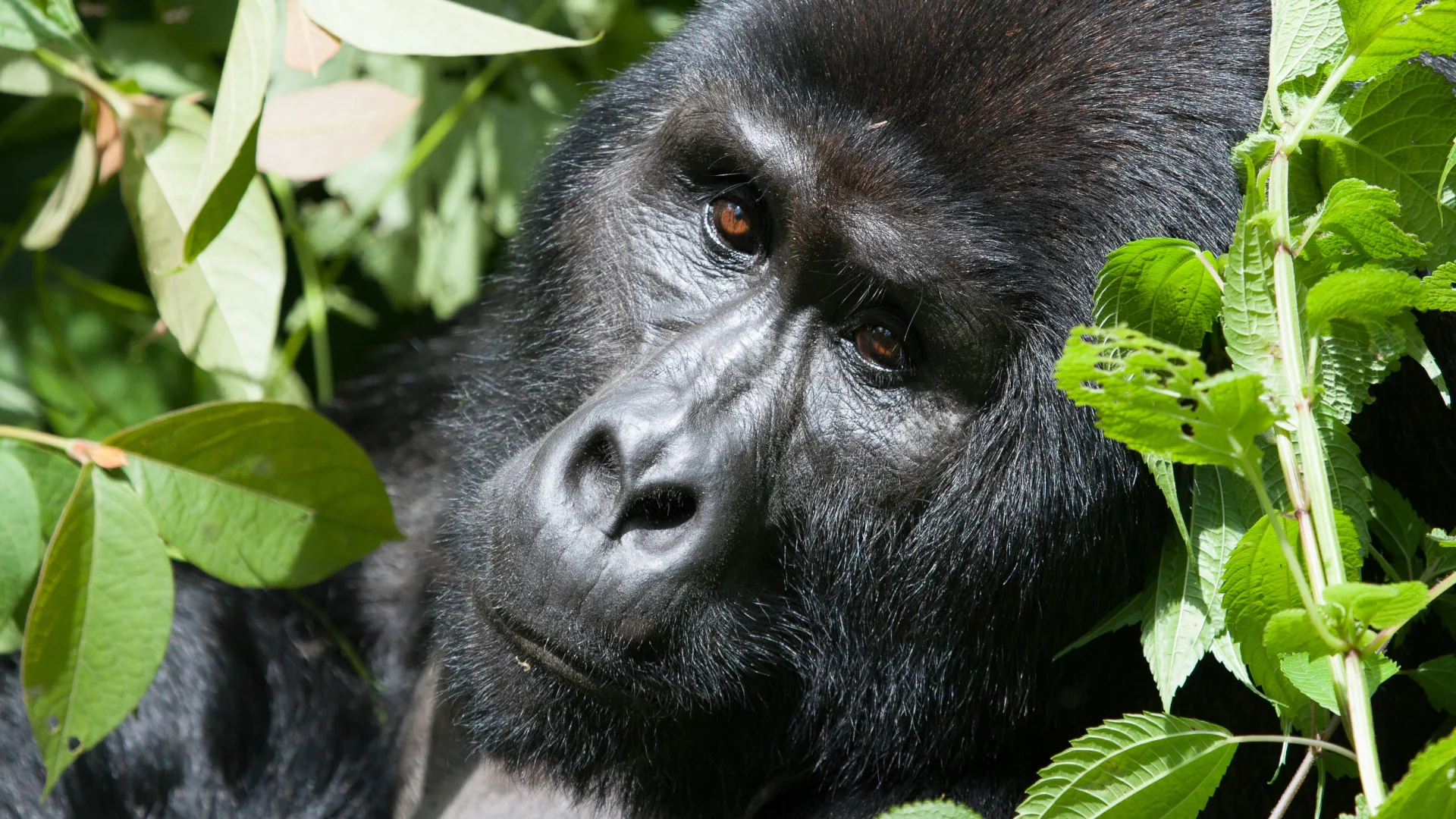 15 Days Rwanda & Uganda Luxury Gorilla Safari