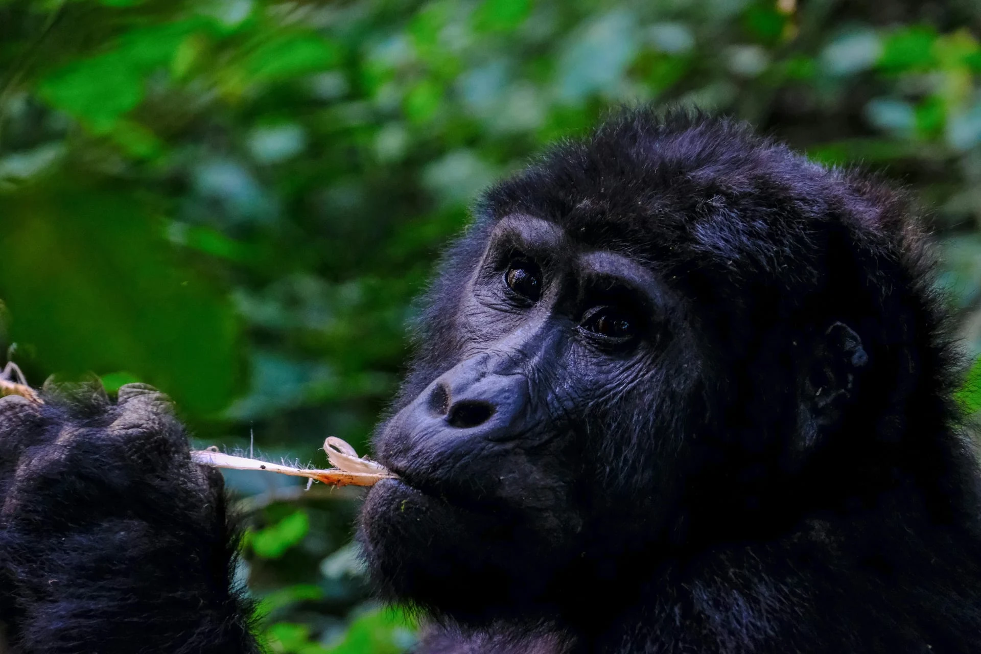 3 Days Chimpanzee Trekking Holiday