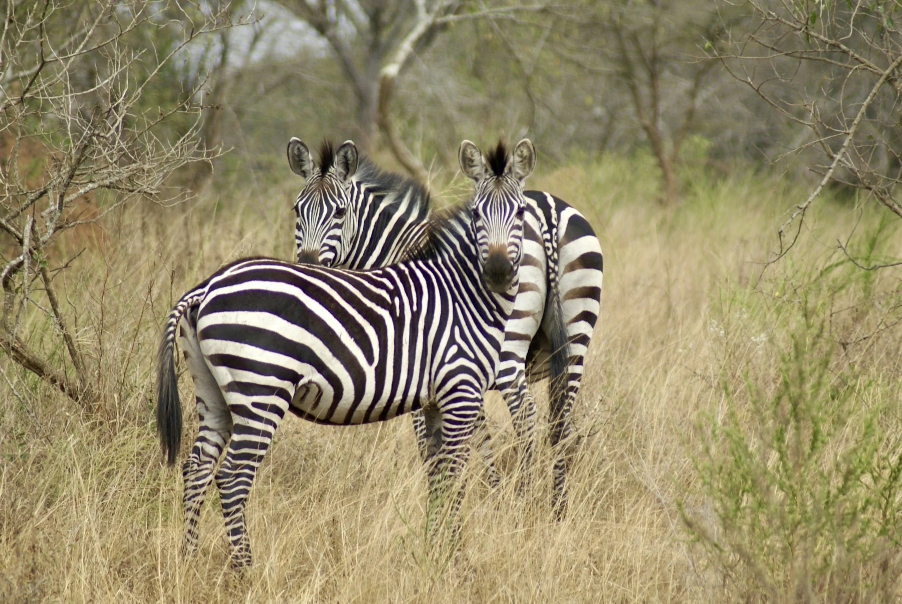 3 Days Lake Mburo Safari Experience