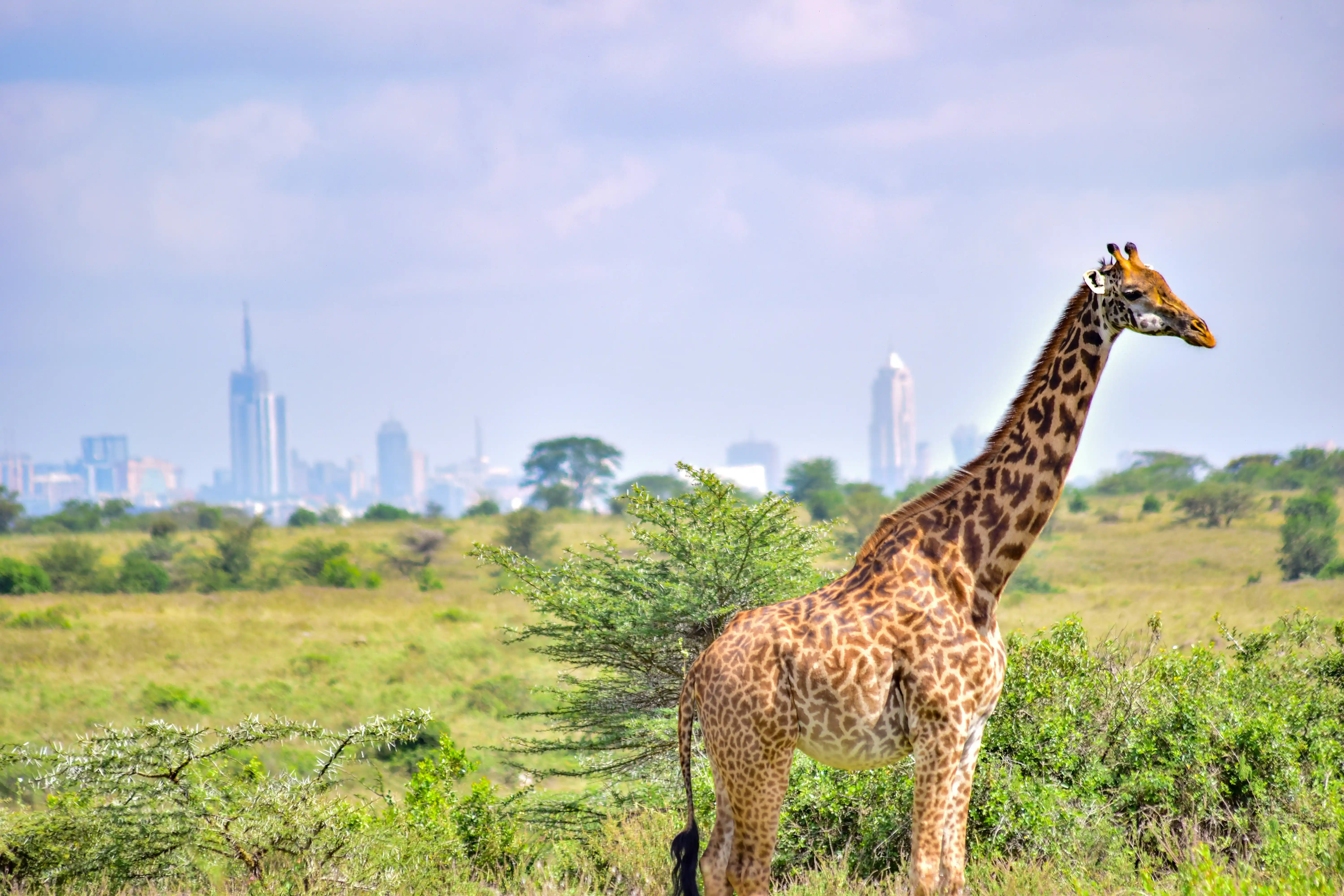 Rothschild giraffes at the Giraffe Centre, Nairobi, Kenya — Orika Africa Tours