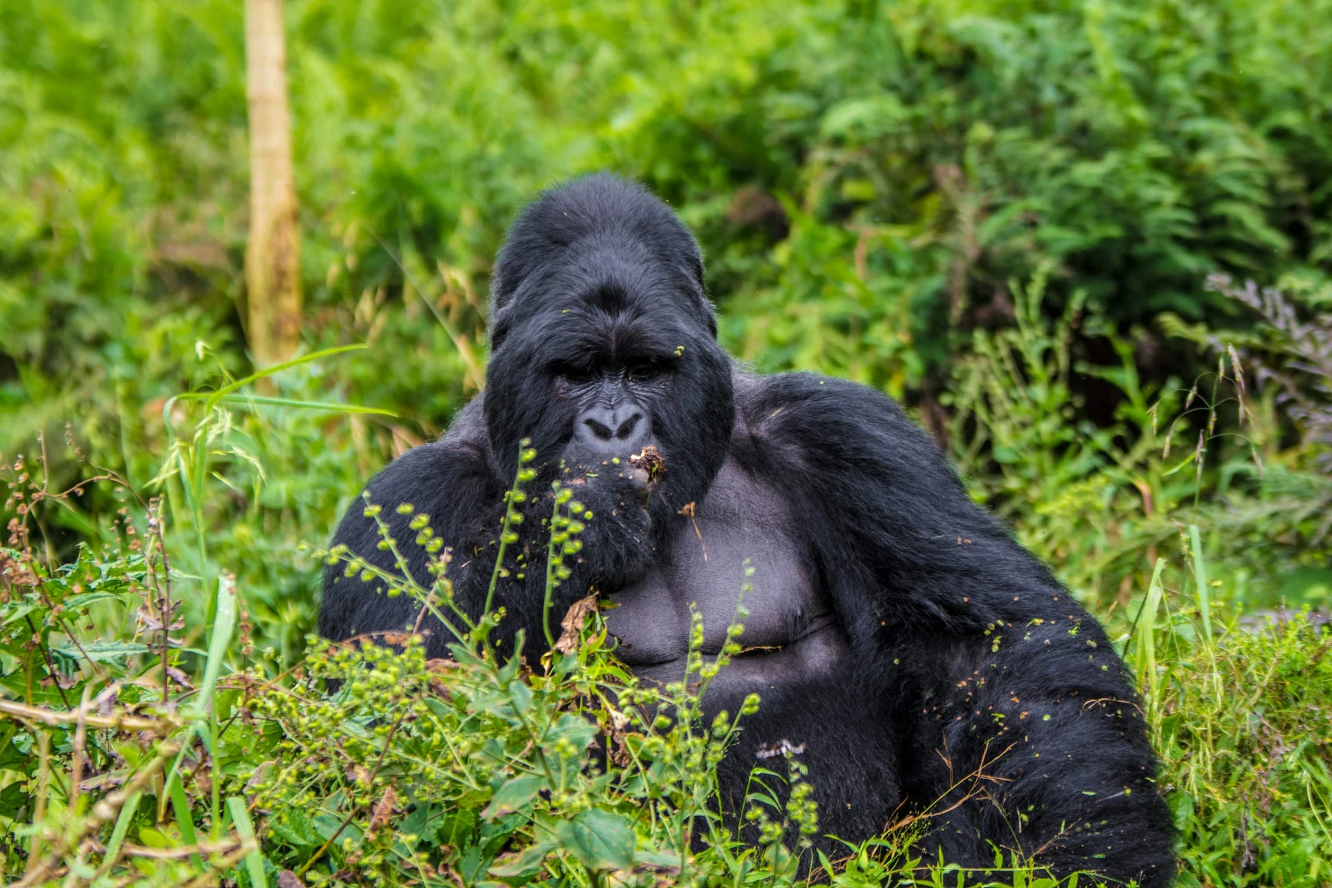 4 Days Fly-in Gorilla Habituation Safari