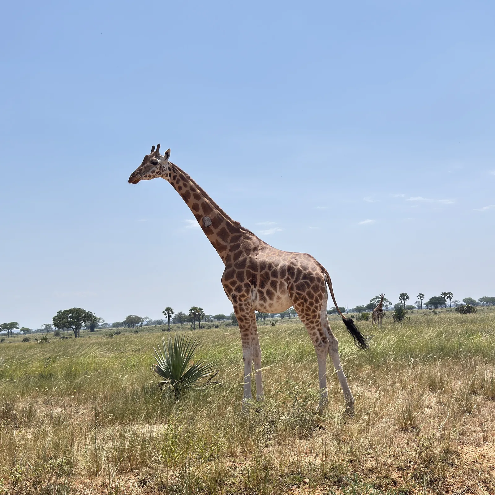 A Rothschild's giraffe on the savannah of Murchison Falls National Park on the 4 Days Murchison Falls Safari