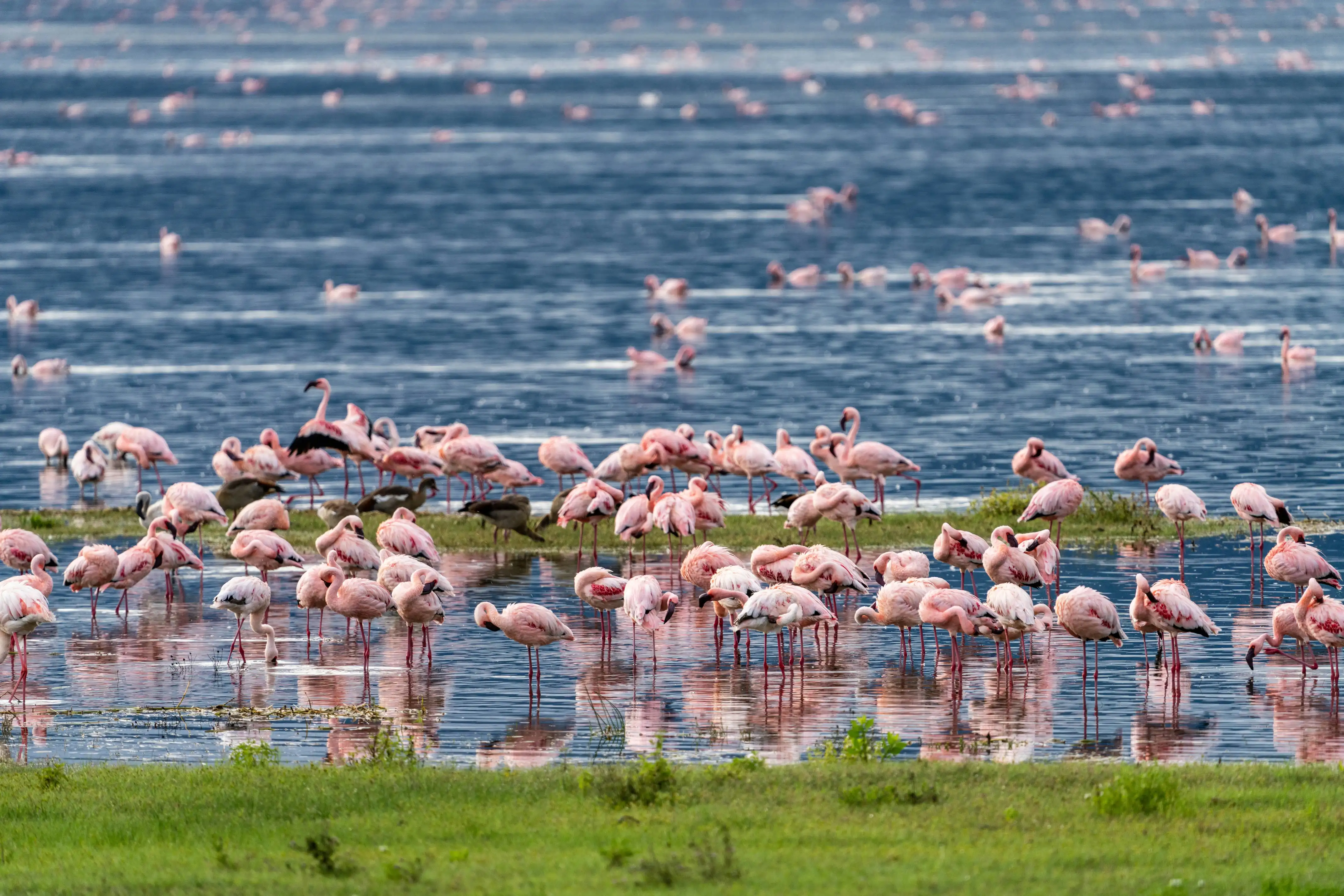 Ngorongoro Crater wildlife, Tanzania — Orika Africa Tours