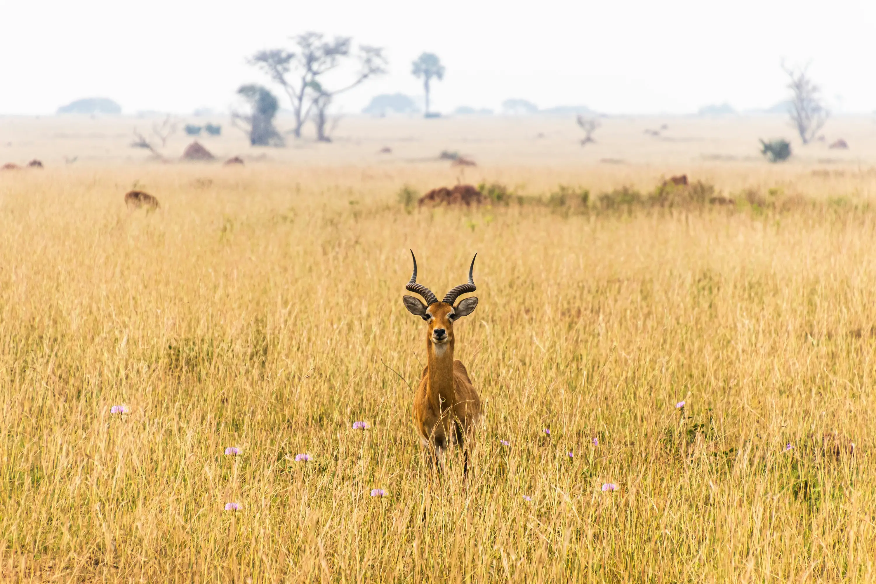 Walking safari guide leading guests through Uganda wilderness — Orika Africa Tours