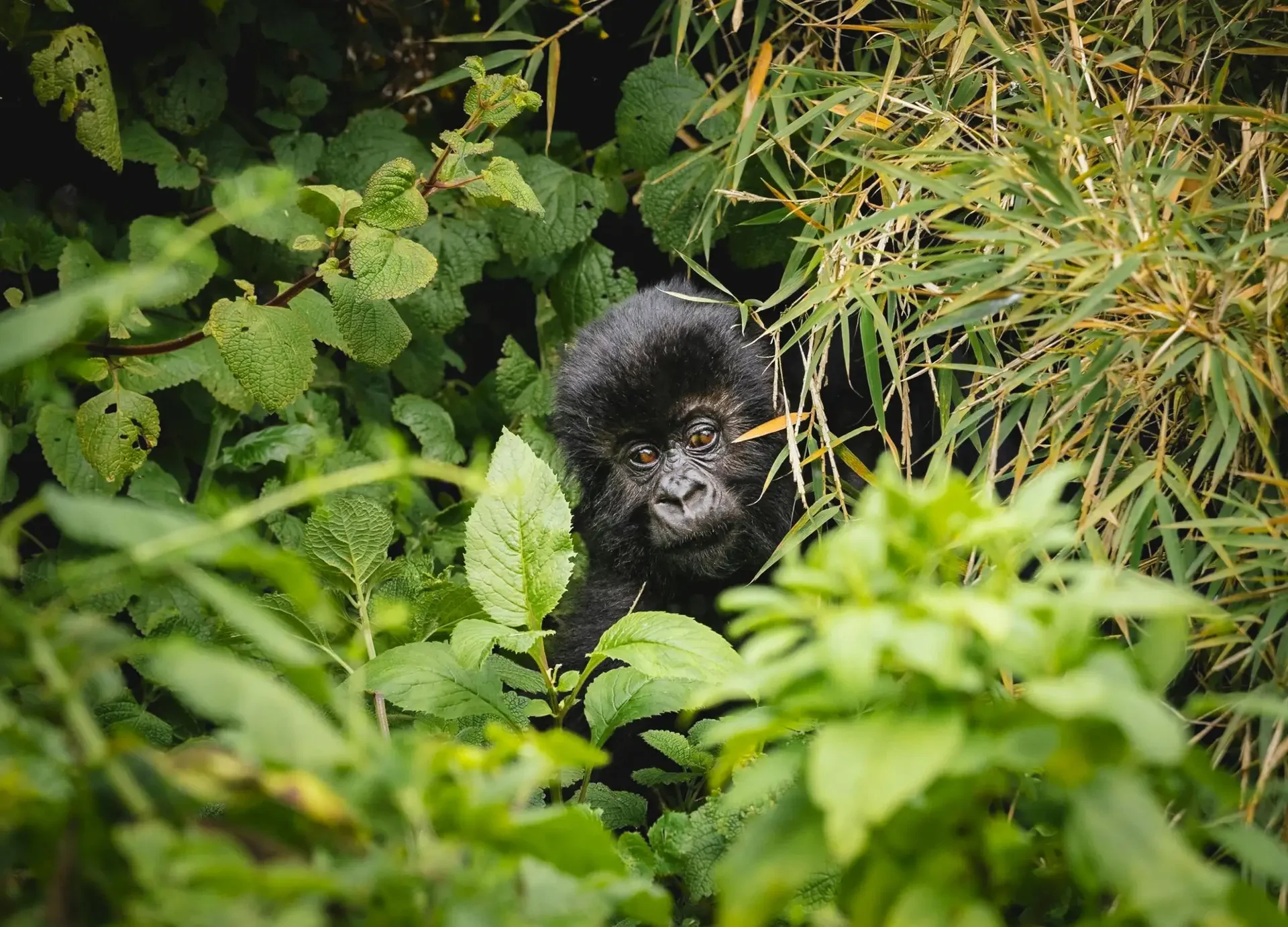 5 Days Fly-in Luxury Gorilla And Wildlife Safari