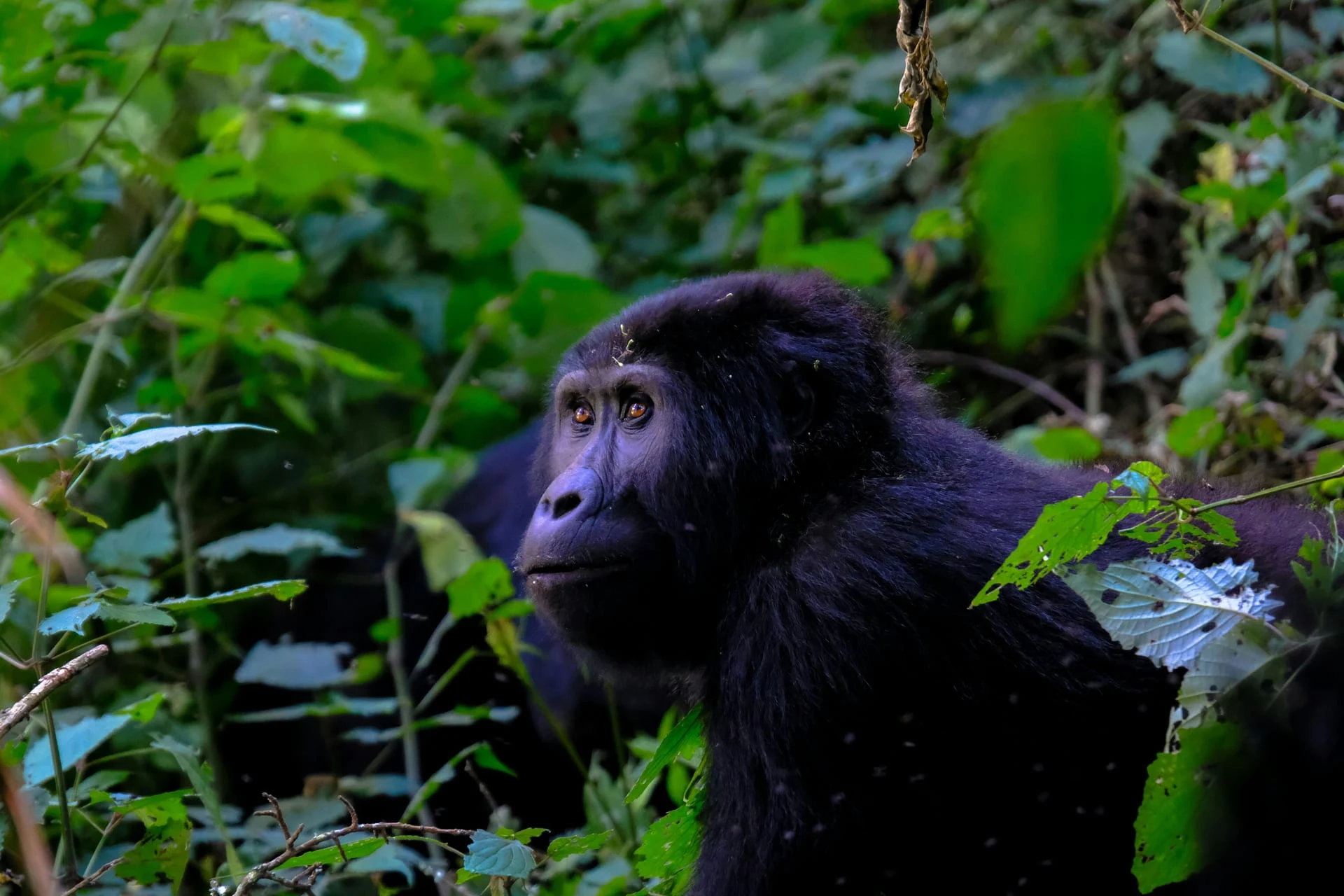 Face-to-face with a mountain gorilla in Bwindi, Uganda — Orika Africa Tours