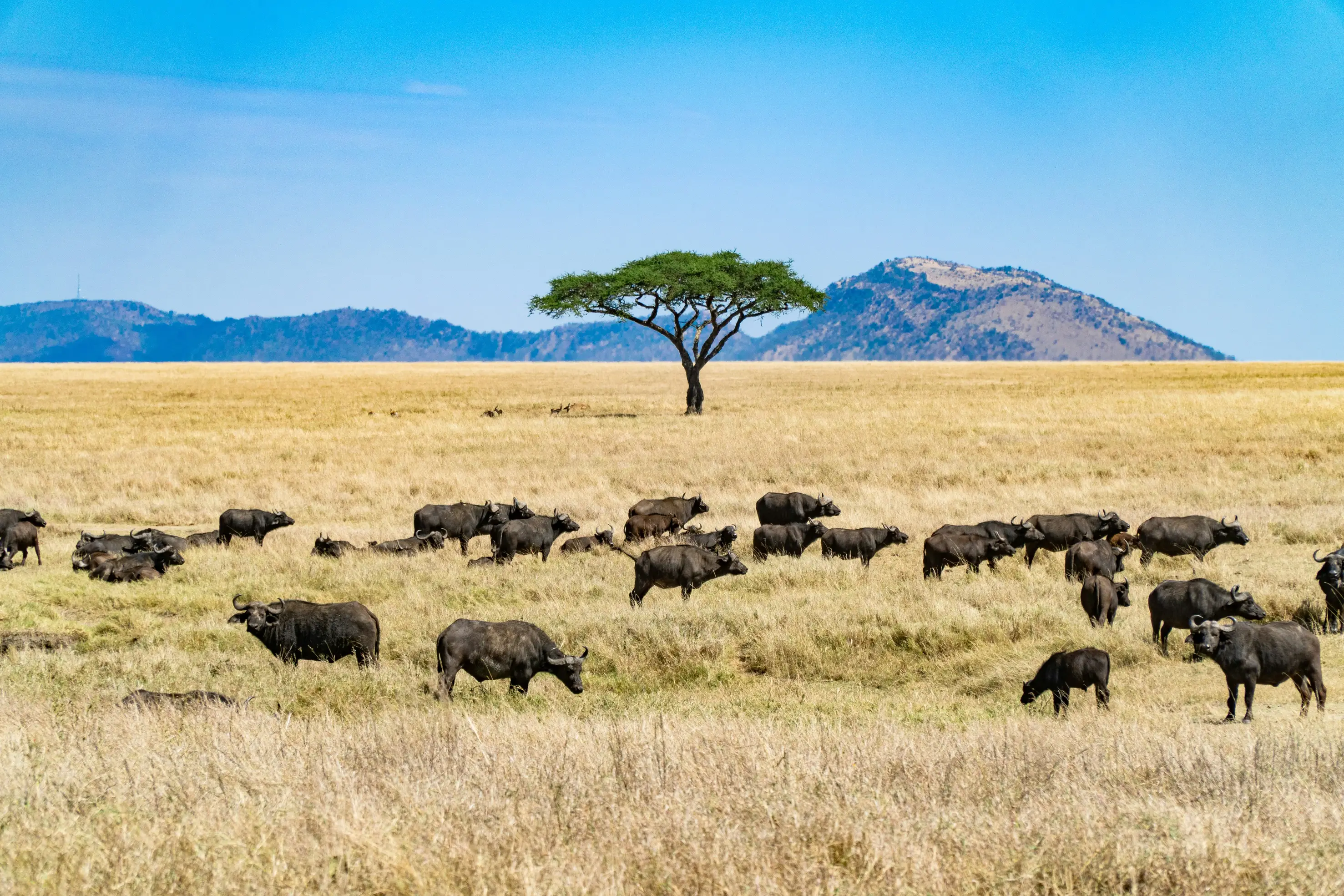 Lions resting in the Serengeti, Tanzania — Orika Africa Tours