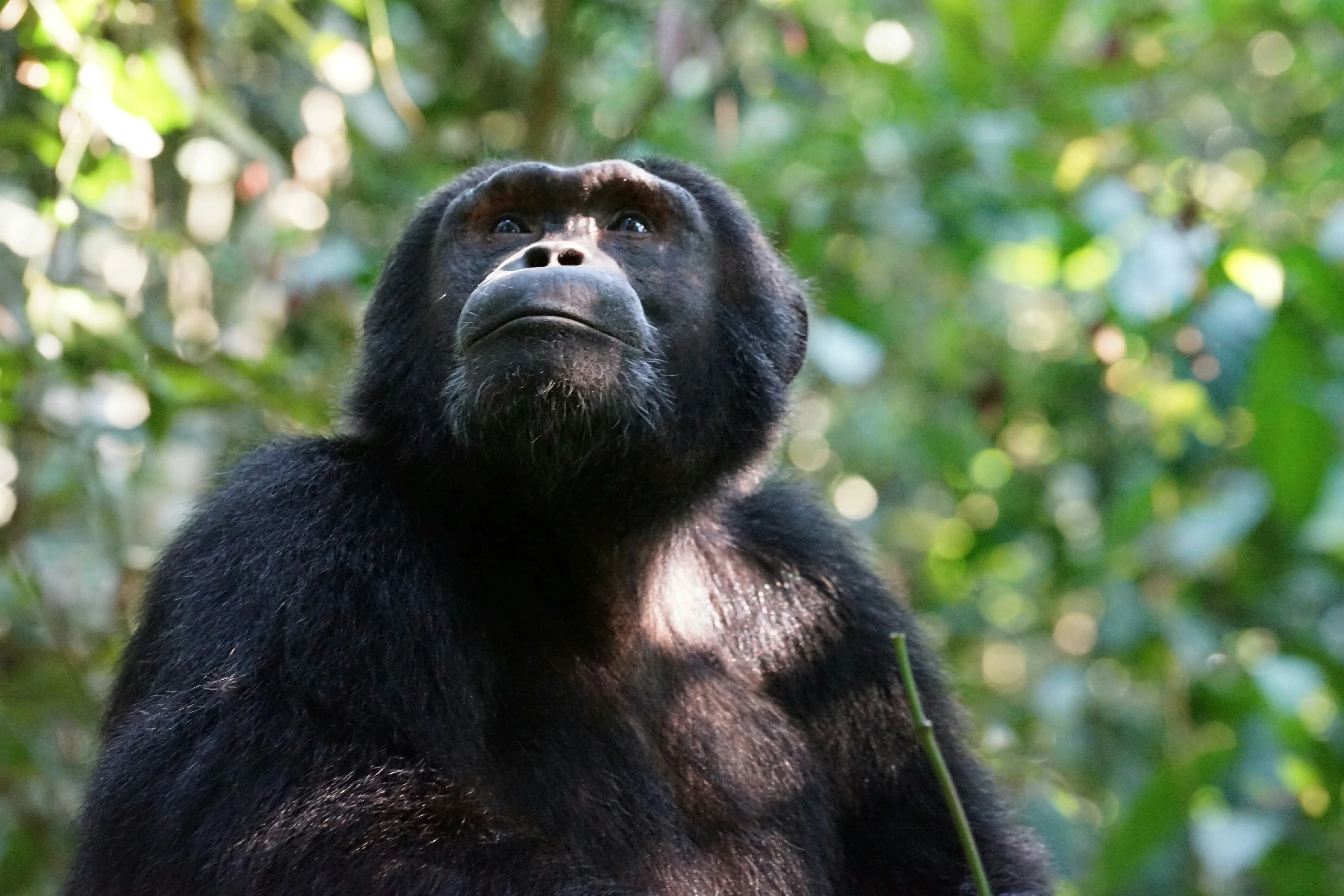 Chimpanzee and gorilla trekking safari in Uganda and Rwanda — Orika Africa Tours