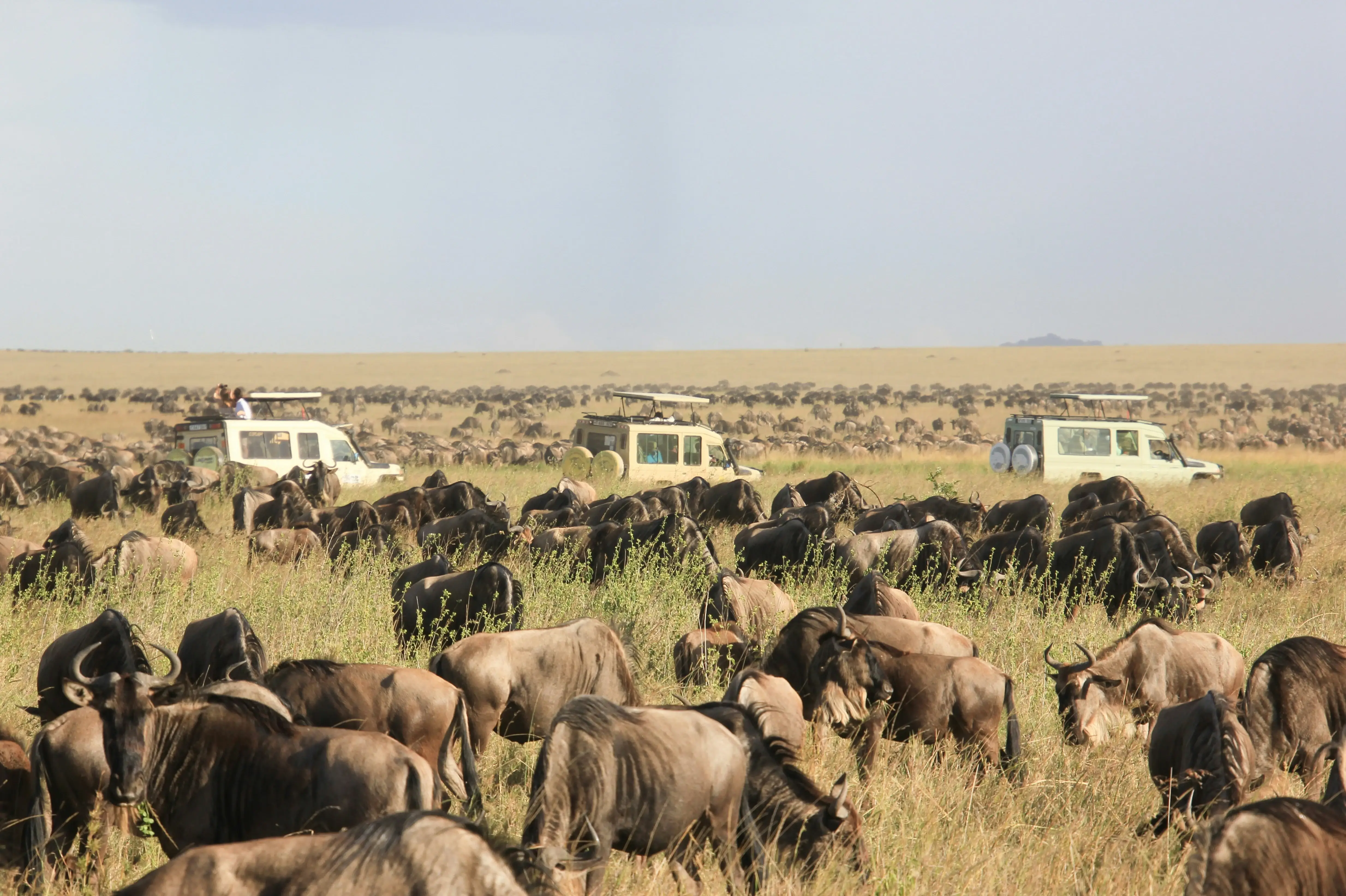 Elephant herd in Tarangire National Park, Tanzania — Orika Africa Tours