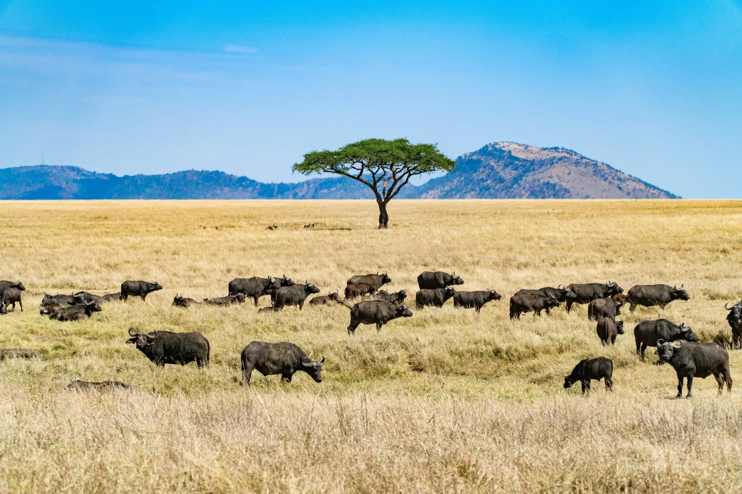6 Days Tarangire & Ngorongoro Safari