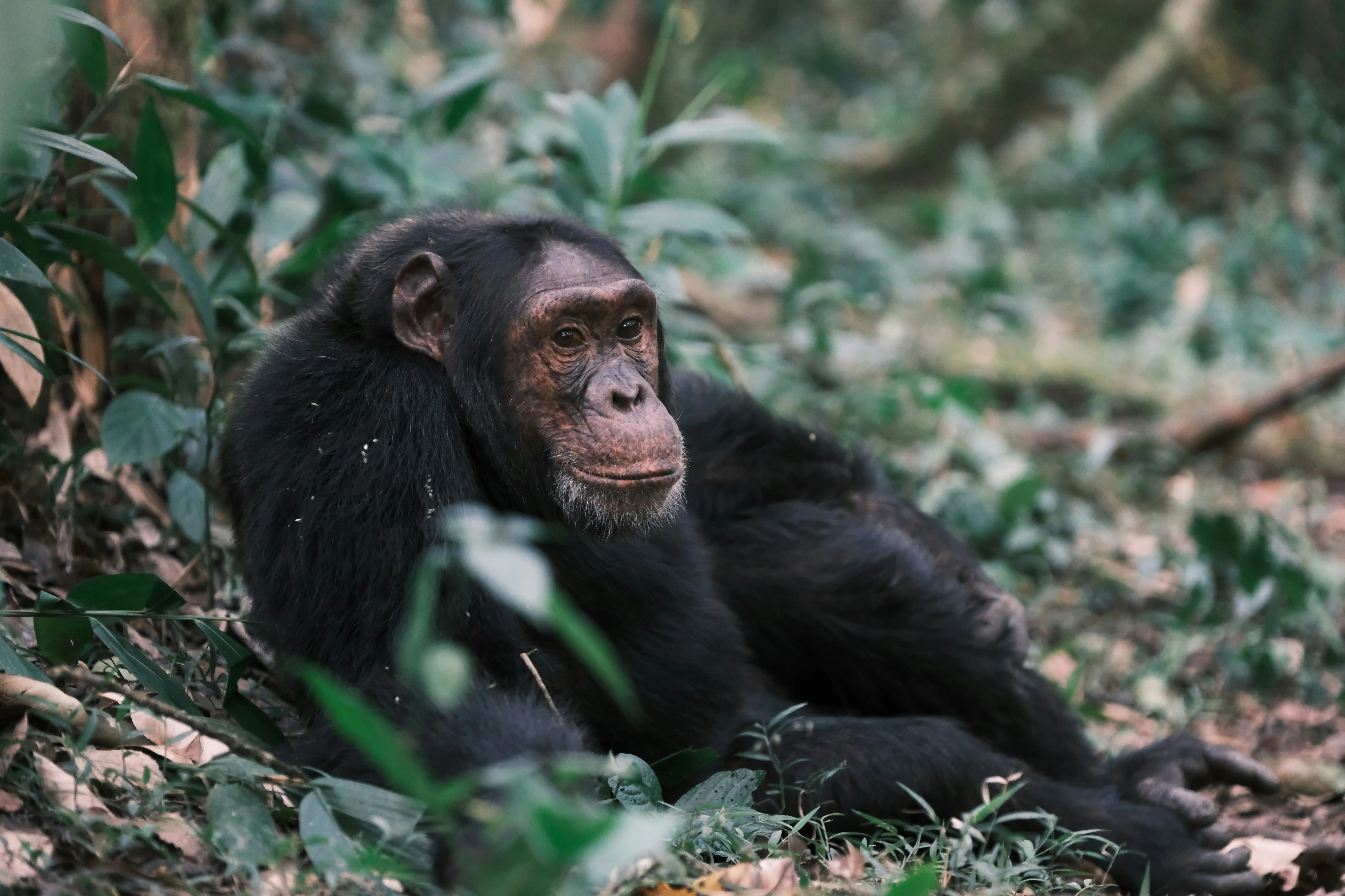 Chimpanzee swinging through the forest canopy, Kibale, Uganda — Orika Africa Tours
