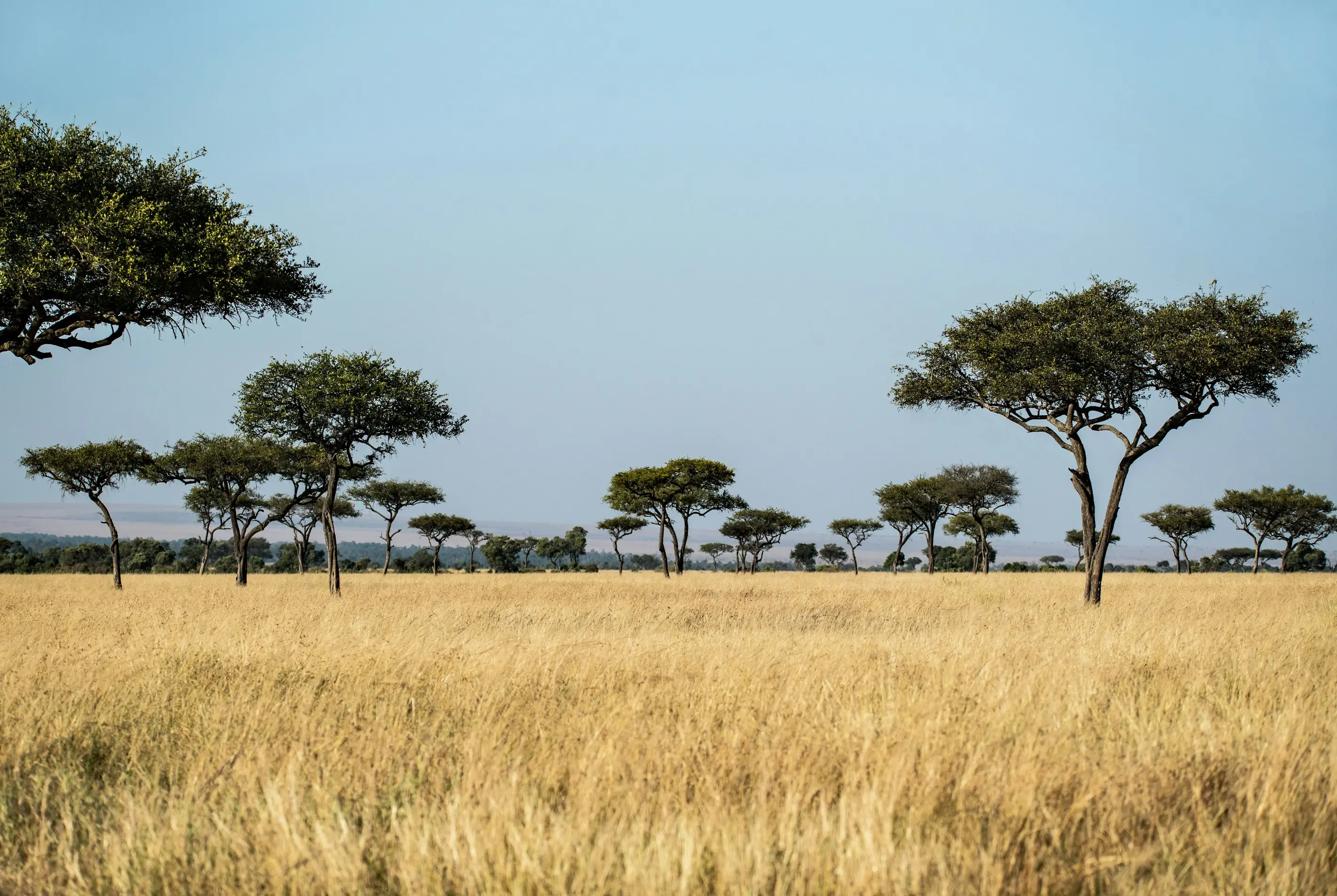 Aerial view of the Masai Mara savanna at dawn, Kenya — Orika Africa Tours