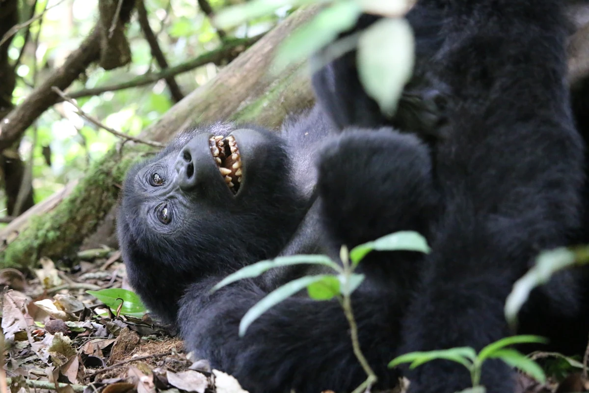 Gorilla trekking and big-game safari, Uganda — Orika Africa Tours