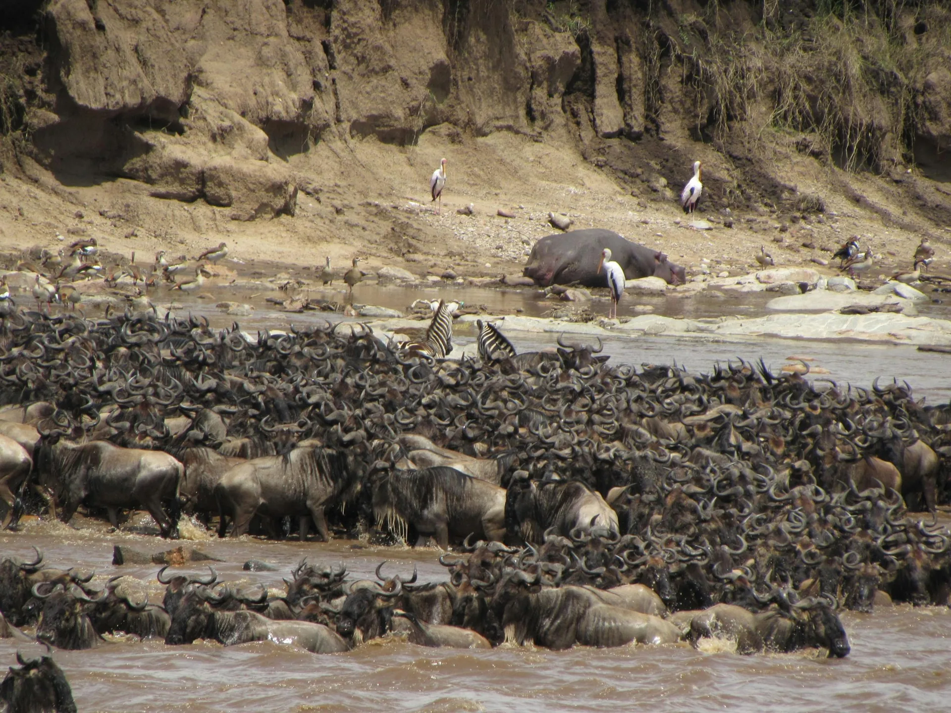 7 Days Tanzania Safari