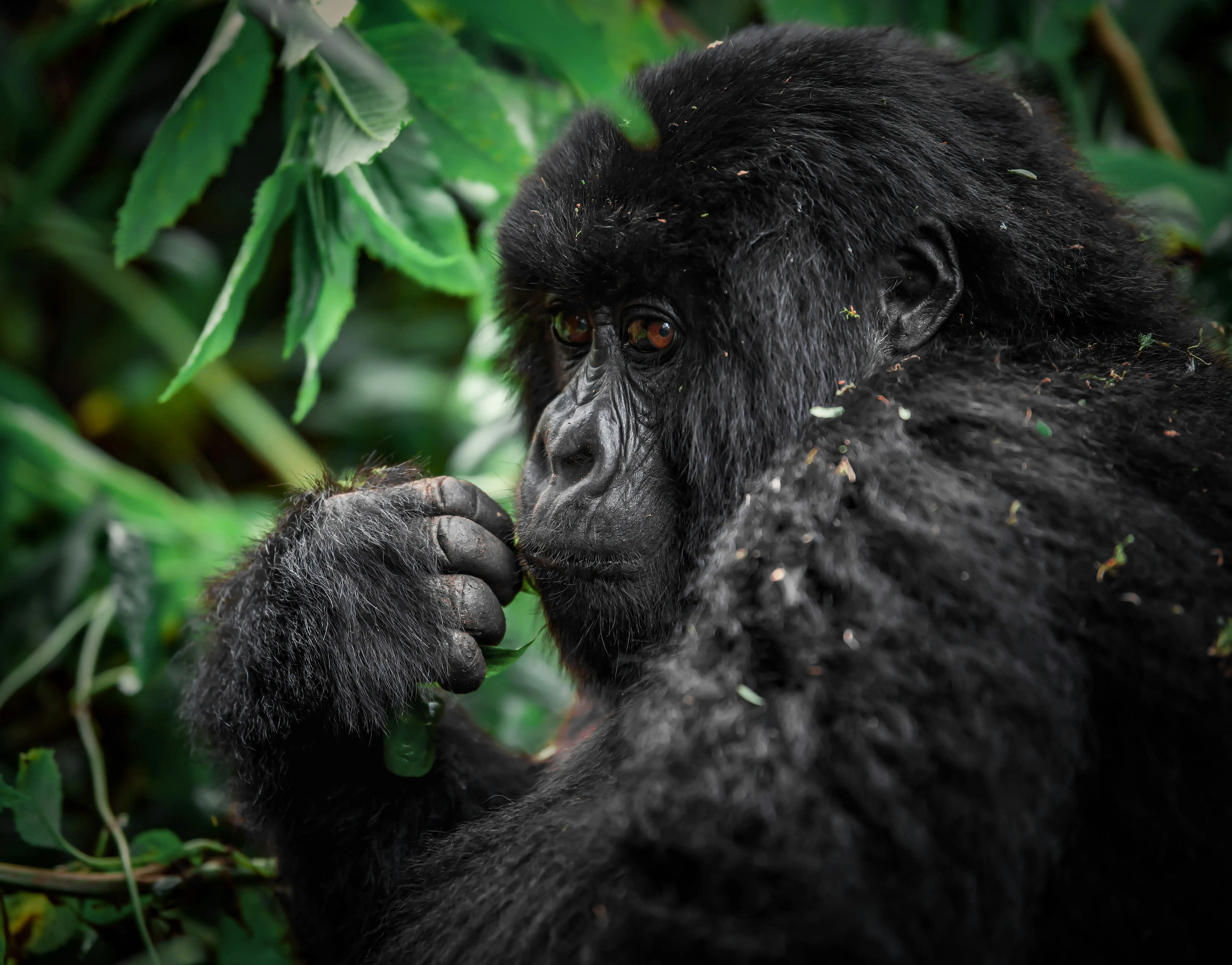 Trekkers ascending through the Virunga Mountains, Rwanda — Orika Africa Tours
