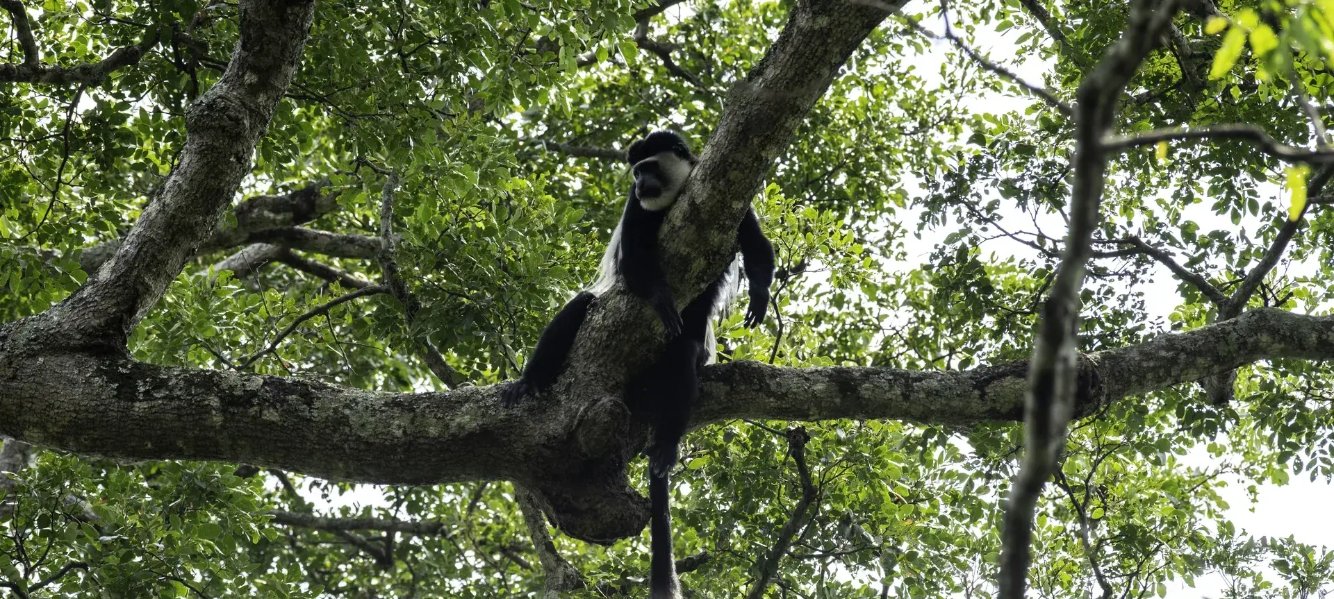 8 Days Luxury Primates of Uganda