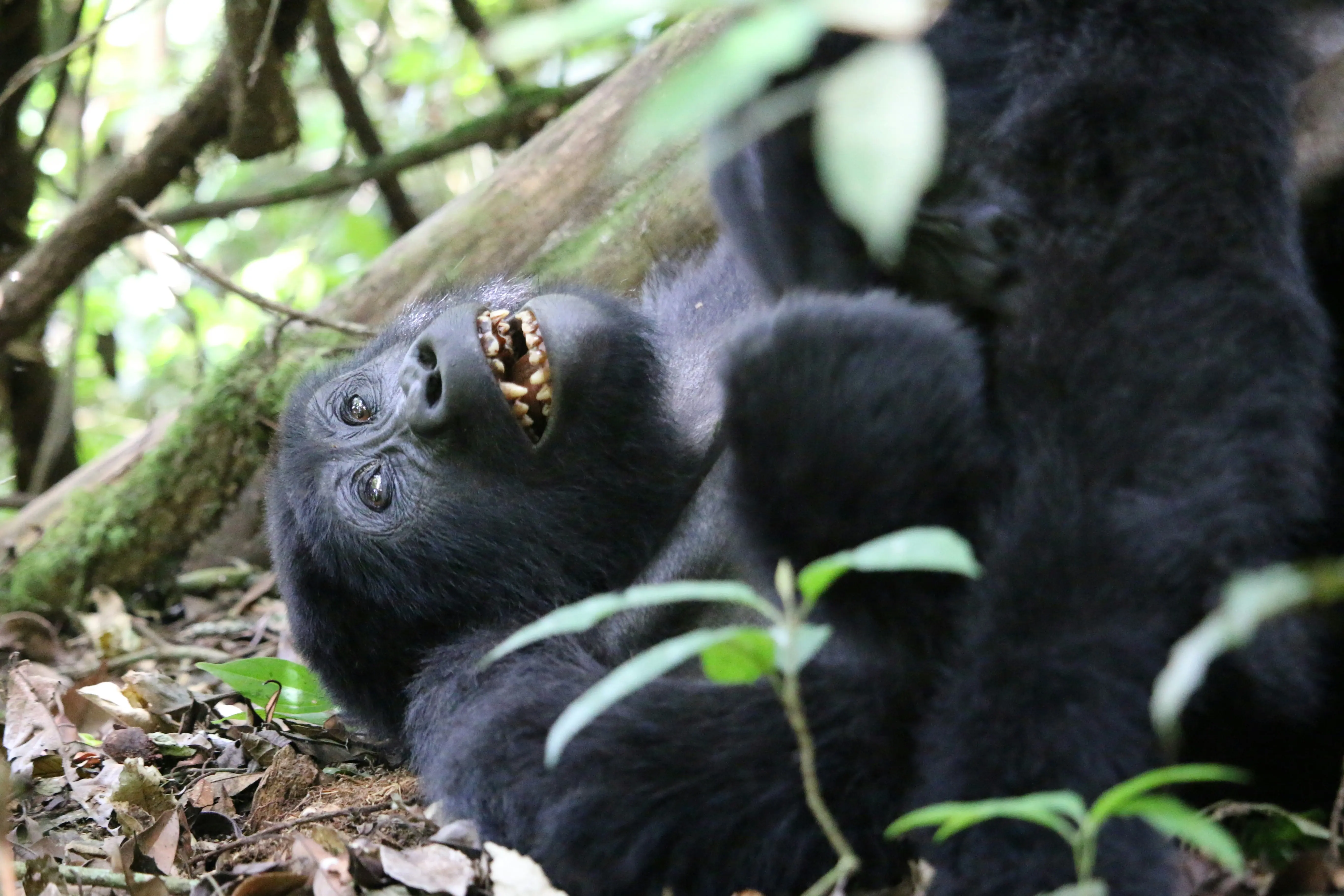 8 Days Primates and Wildlife Safari