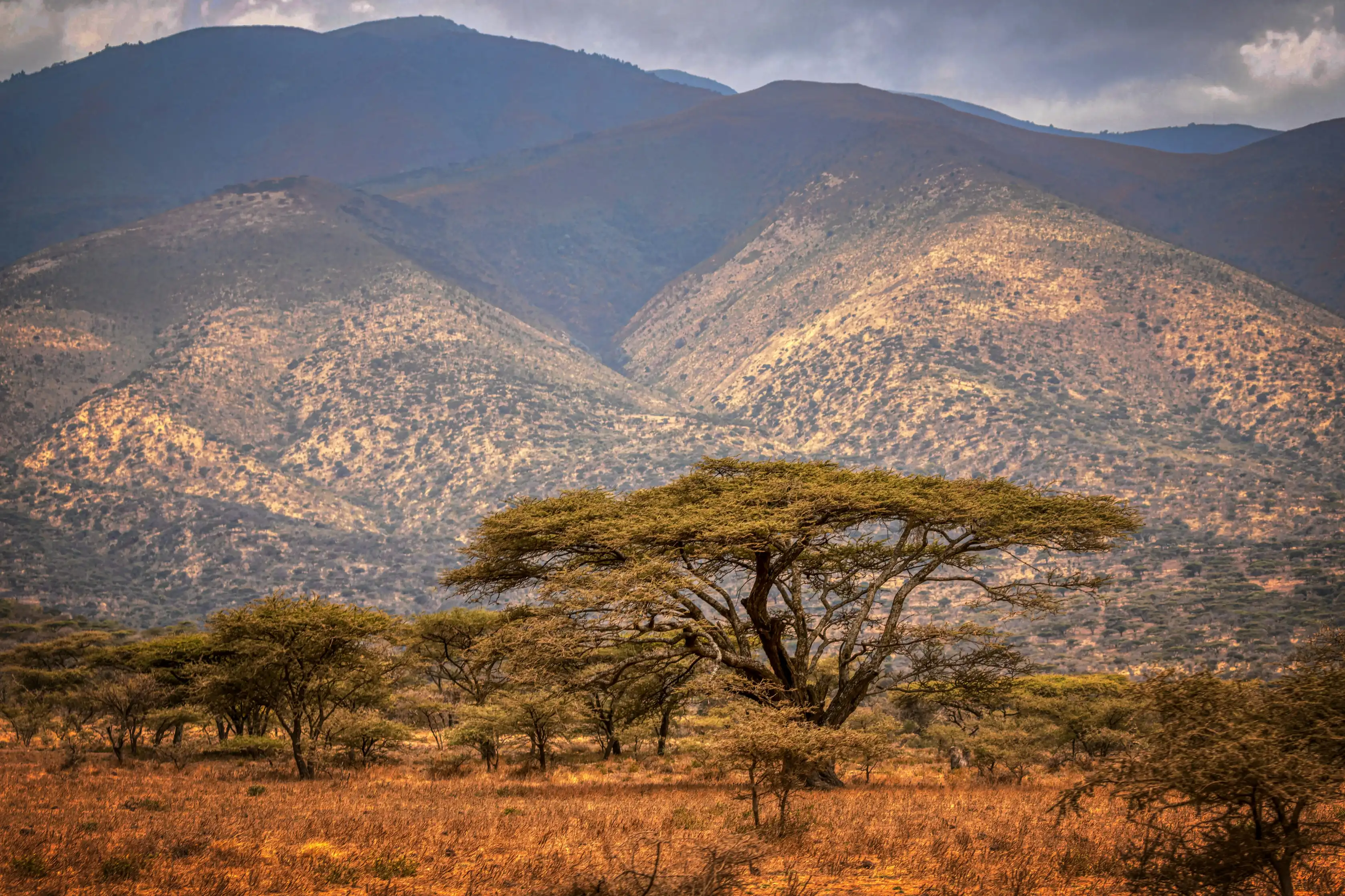 Family on a game drive in Serengeti National Park, Tanzania — Orika Africa Tours