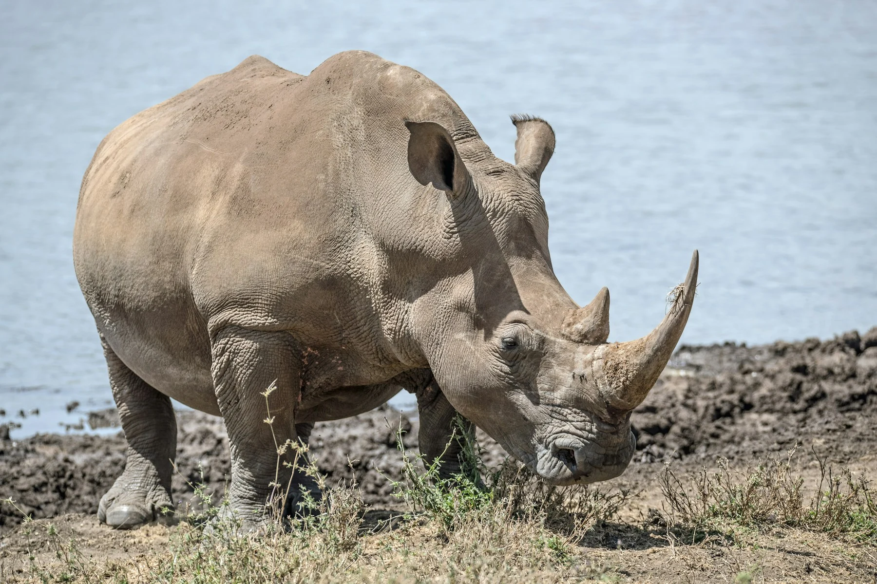 White rhino at Ol Pejeta Conservancy, Laikipia, Kenya — Orika Africa Tours