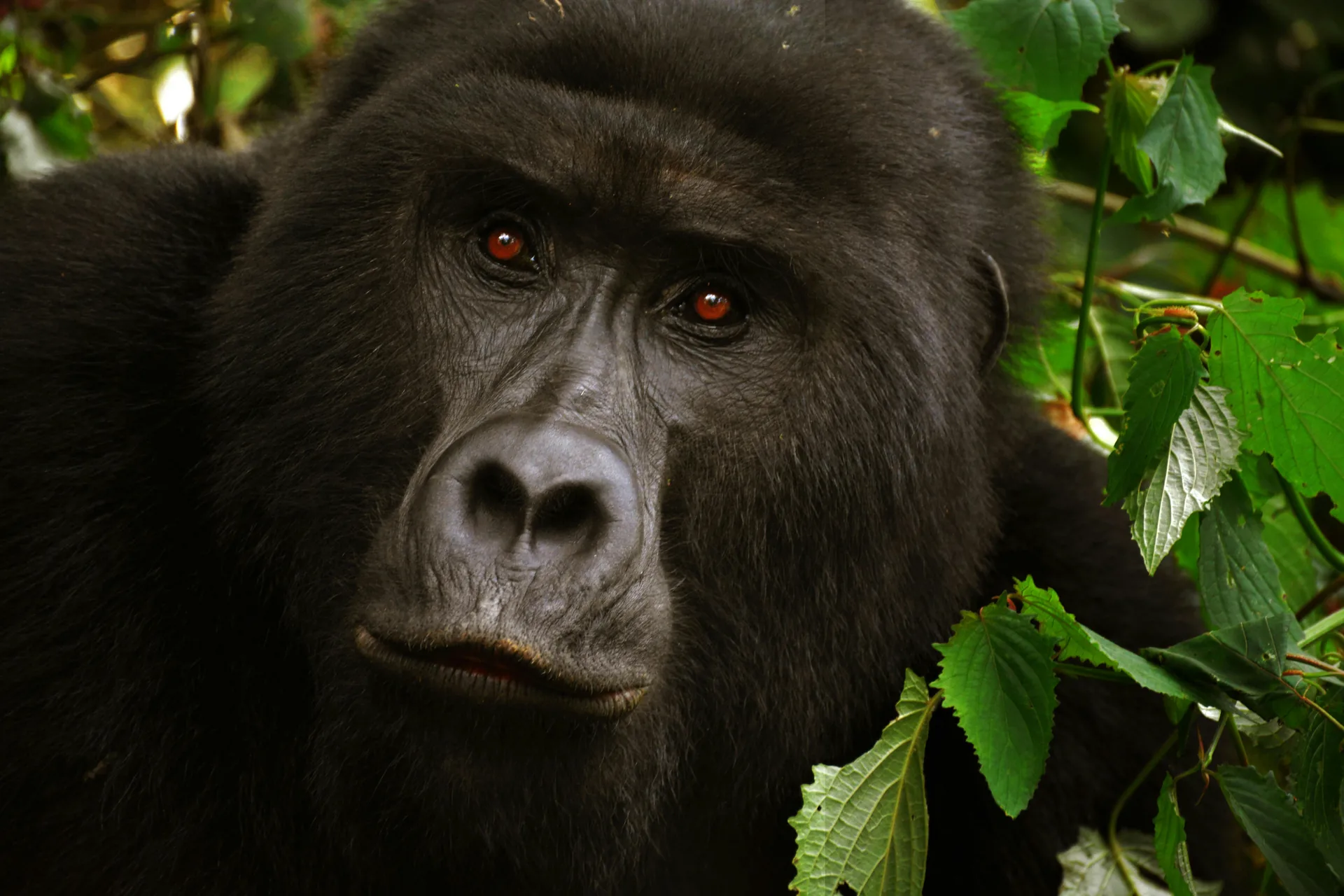 Mountain gorilla in Bwindi, Uganda and elephant in the Serengeti, Tanzania — Orika Africa Tours