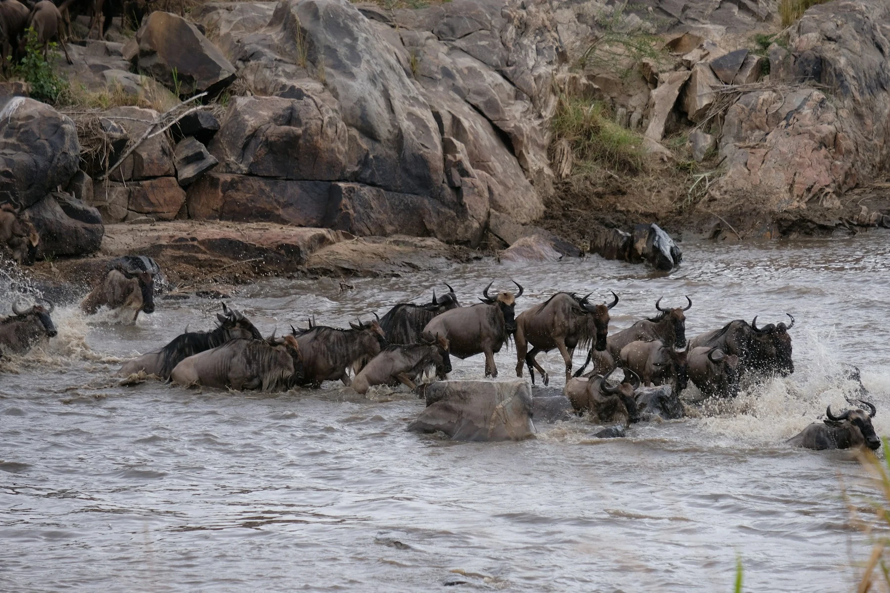 Wildebeest herd crossing a river during the Great Migration, East Africa — Orika Africa Tours