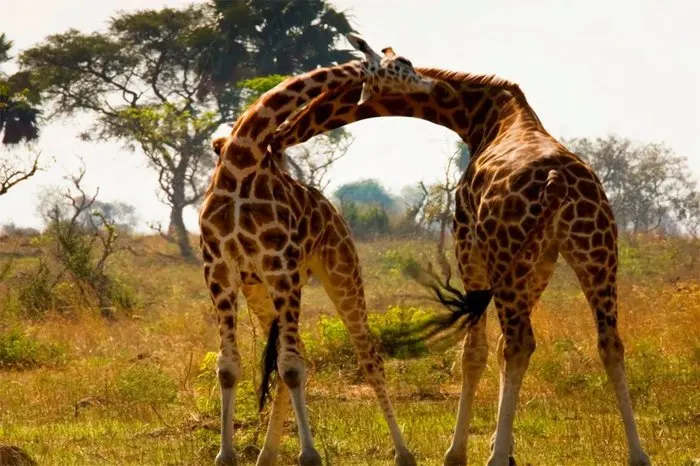 Uganda